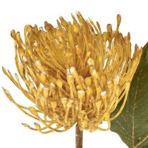 Itens Protea artificial Leucospermum alfineteiro amarelo 30cm 6 peças