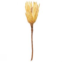 Itens Creme Repens Proteen seco 1ª escolha 10-12cm 25 un
