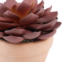 Itens Planta suculenta em vaso Echeveria artificial vermelha Ø15cm