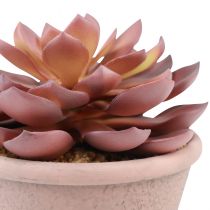 Itens Planta suculenta em vaso Echeveria artificial vermelho vintage Ø15cm Alt.16cm