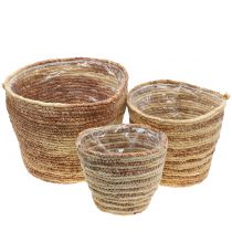 Itens Cesto para plantas rattan nature/castanho Ø26/22/16cm 3uds