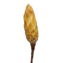 Repens creme pequeno 50 peças