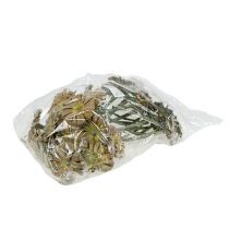 Itens Repens roseta verde fosco 8cm - 9cm 25 un