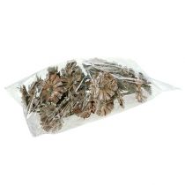 Itens Roseta Repens 6-7cm caiada de branco 25 un