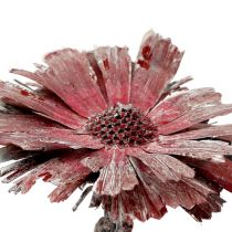 Protea roseta urze fosca Ø8-9cm 25p