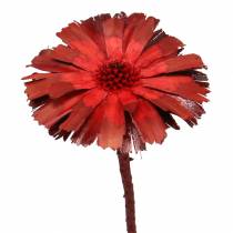 Itens Repens roseta vermelha 8cm - 9cm 25p