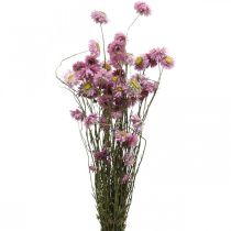 Itens Flores de palha flores secas cacho de acroclínio rosa 20g