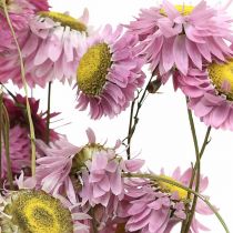 Itens Flores de palha flores secas cacho de acroclínio rosa 20g