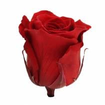 Itens Rosas infinitas grandes Ø5,5-6cm vermelhas 6 unidades