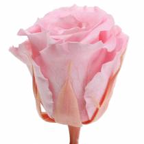 Itens Rosas Eternas Médias Ø4-4,5cm Rosa 8 un.