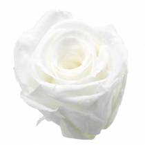 Rosas em conserva Ø4-4.5cm branco médio 8pcs