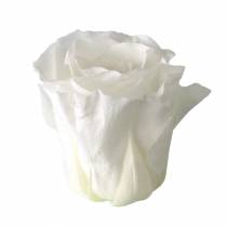 Itens Rosas em conserva médias Ø4-4,5cm brancas 8 unid.