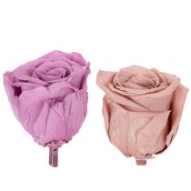 Itens Cabeças de rosas preservadas, presente romântico, rosas duradouras para ocasiões especiais, 5 cm, 6 unidades
