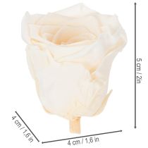 Itens Cabeças de rosa, flores preservadas para arranjos florais elegantes, 5 cm, 6 unidades