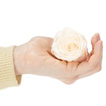 Itens Cabeças de rosa, flores preservadas para arranjos florais elegantes, 5 cm, 6 unidades