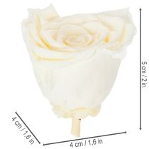 Itens Cabeças de rosas preservadas, decoração de mesa durável para um ambiente romântico, decoração de casamento, 5 cm, 6 peças.
