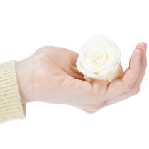 Itens Cabeças de rosas preservadas, decoração de mesa durável para um ambiente romântico, decoração de casamento, 5 cm, 6 peças.