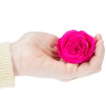 Itens Decorações de rosas preservadas, flores naturais para decoração de mesa, flores únicas e sustentáveis, 5 cm, 6 peças.