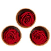 Itens Rosas Preservadas Decorativas e Românticas para Ambientes Residenciais ou Casamentos - 5cm - 6 unidades