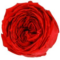 Itens Rosas Vermelhas Rosas Infinitas Cabeças de Rosas Reais Vermelhas Ø6cm 6 unidades