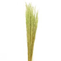 Itens Grama Torta Agrostis Capillaris Gramas Secas Verdes 65cm 80g