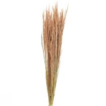 Itens Grama Vermelha Torta Agrostis Grama Seca Vermelho Marrom 65cm 80g