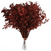 Itens Ramos decorativos Ruscus Red secos no arame 20cm 1 cacho
