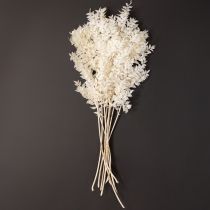 Itens Ramos de ruscus ramos decorativos flores secas branqueadas 10 unidades