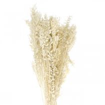 Ruscus galhos deco galhos flores secas creme 200g