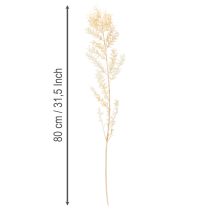 Itens Ramo decorativo de Ruscus seco, Ruscus branqueado, 200g