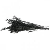 Itens Ramos de ruscus, ramos decorativos, flores secas, preto, 200g