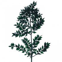 Itens Ramos decorativos verdes Ruscus verde escuro 75-95cm 1kg