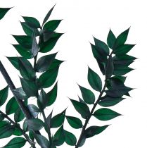 Itens Ramos decorativos verdes Ruscus verde escuro 75-95cm 1kg