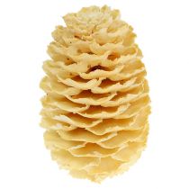Cones de Sabulosum branqueados 500g