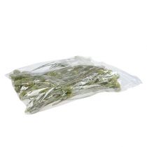 Itens Ramo de Sabulosum 4-6 Verde fosco 25 peças