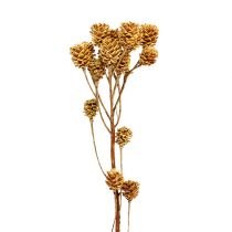 Itens Ramo Salignum flores claras de leucadendron no galho 25 peças