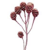 Salignum blackberry frosted 25pcs