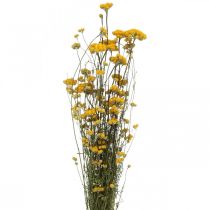 Ramo de arbusto de caril, flor amarela seca, sol dourado, helichrysum italiano L58cm 45g