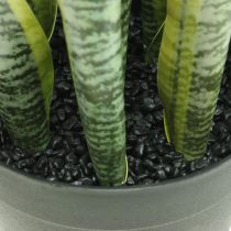 Sansevieria, flor artificial, cânhamo em vaso H50cm Ø14cm