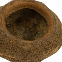 Itens Vaso para Planta Paradise Nut Sapucaia Natural Ø14cm Alt.10cm 3 un