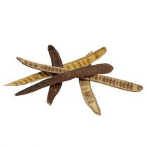 Itens Vagem Scaletta natural 25cm - 50cm 25 un