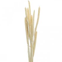 Reed deco grama seca branqueada H60cm bando