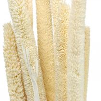 Reed deco grama seca branqueada H60cm bando