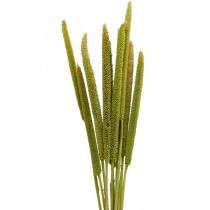 Reed cob deco junco grama seca verde H60cm cacho
