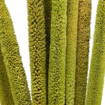 Reed cob deco junco grama seca verde H60cm cacho