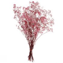 Itens Gypsophila paniculate erva de gesso em baga L50cm 55g