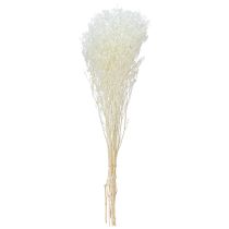Itens Gypsophila White Dry Grasses Decoração Creme 65-70cm 100g