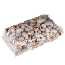 Itens Caracol conchas natureza 1kg
