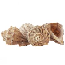 Itens Decoração de concha de caracol caracóis marinhos creme marrom 4-6cm 300g