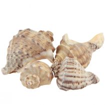 Decoração de concha de caracol caracóis marinhos creme marrom 4-6cm 300g